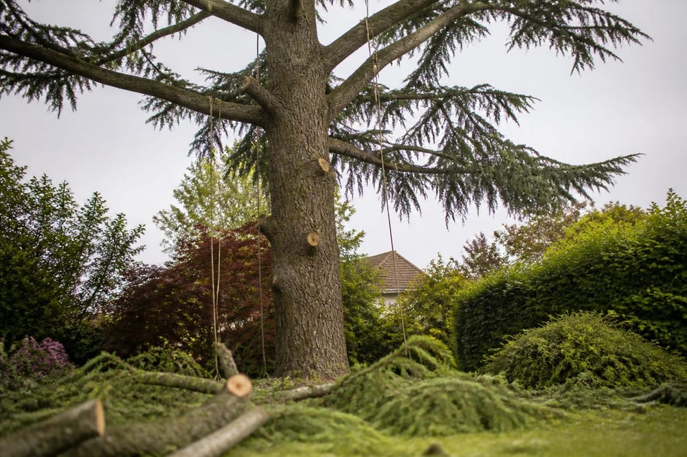 prix élagage arbre