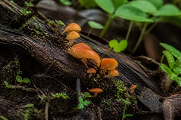champignon orange sur bois mort