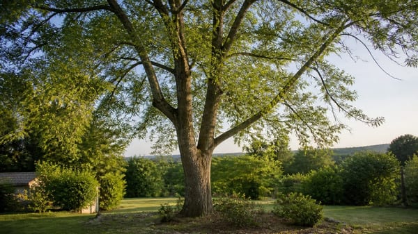 Frêne arbre : reconnaître, planter et entretenir ce grand feuillu