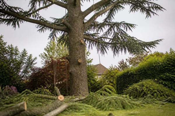 prix élagage arbre